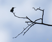 Hummingbird in Silhouette